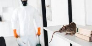 Phoenix rodent control